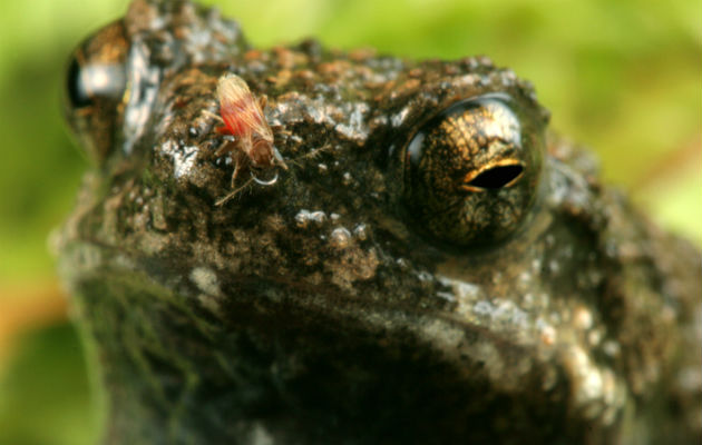 Mosca Corothrella parasitando en una rana macho. Foto: Alex Baugh. Mosca Corothrella parasitando en una rana macho. Foto: Alex Baugh.