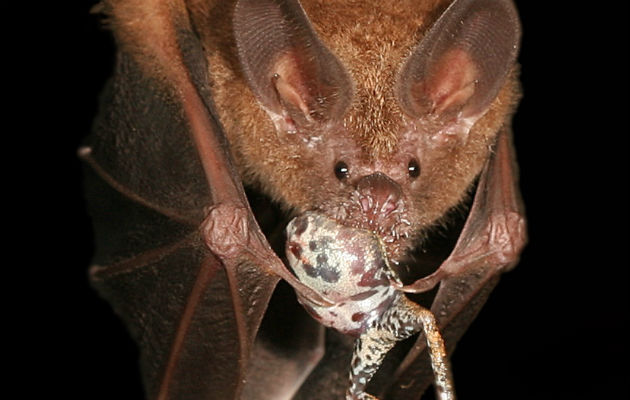 Murciélago de labios de flecos comiendo una rana. Foto: Alex Baugh. Murciélago de labios de flecos comiendo una rana. Foto: Alex Baugh.