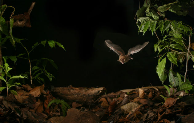 Murciélago de labios de flecos buscando alimento en el suelo del bosque. Foto: Alex Lang. Murciélago de labios de flecos buscando alimento en el suelo del bosque. Foto: Alex Lang.