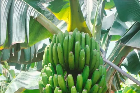 Exportaciones todavía siguen resentidas por el banano