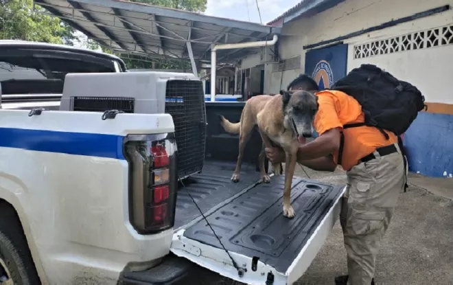 'Blade', el héroe de cuatro patas de Los Santos que viaja a Venezuela tras los terremotos