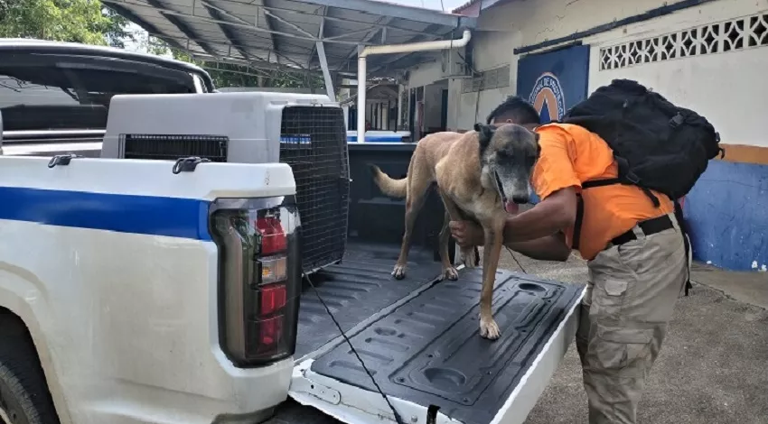 'Blade', el héroe de cuatro patas de Los Santos que viaja a Venezuela tras los terremotos