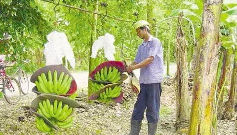 Buscan que productores mejoren competitividad