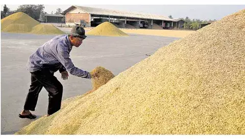 Productores de arroz siguen protesta contra  Gobierno de Tailandia