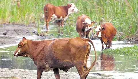 Falta alimento para reses 