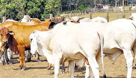 Confirman caso de brucelosis en finca chiricana 