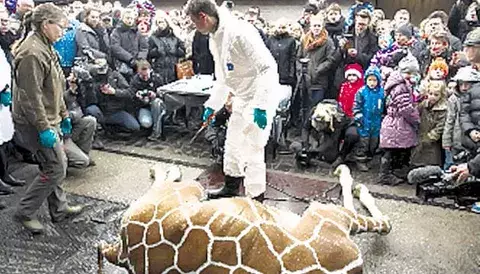 Sacrifican a Marius 