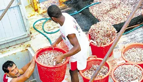 Exportaciones de la pesca fueron positivas  