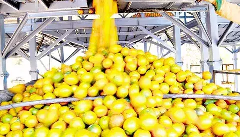 Merma en cultivo de naranja provocará aumento de precio  