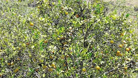 Costos para producir una hectárea de la fruta son muy elevados 
