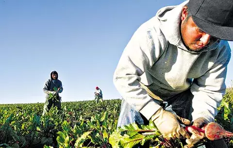 Fortalecen agricultura familiar con programa de compra de alimentos 