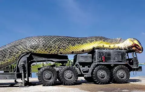 Falsa alarma caso de serpiente