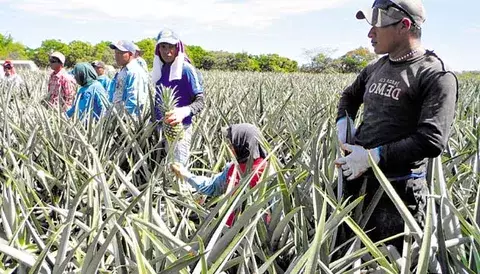 La piña, principal producto de exportación de Chiriquí 
