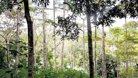 Conservarán 228 hectáreas de bosque 