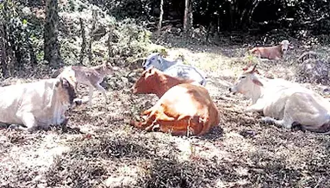 Sigue el hurto pecuario 