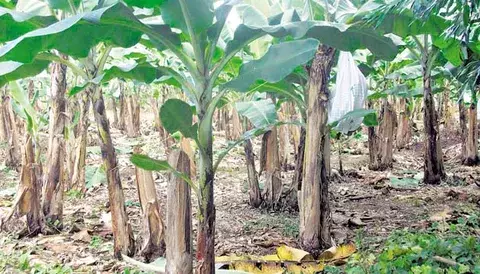  Posponen decisión para reactivar zona bananera  