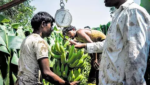 Baruenses esperan que el oro verde recobre la productividad perdida  