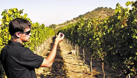 Ola artesanal remece la industria vinícola de Chile  