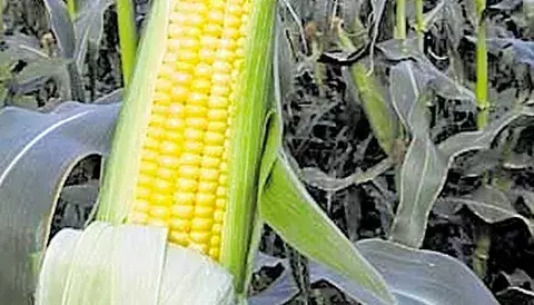 Productores exigen que compren cosecha de maíz  