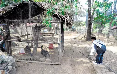 Finca exporta guayabas y cría corderos en área árida 