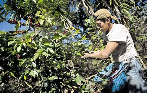 Efectos  de la roya del café  