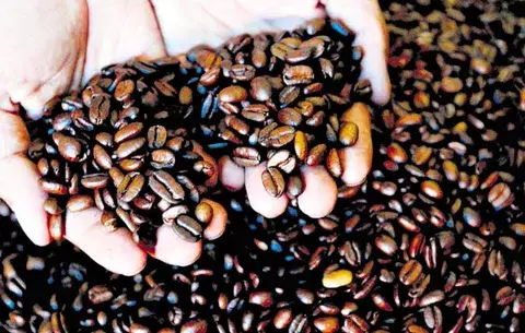 Café arábica se produce en su mayoría en los microclimas de las tierras altas de América Latina 