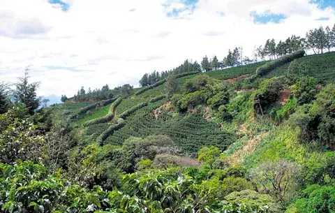 Famosa marca de café les pone los ojos a las cosechas de Costa Rica 