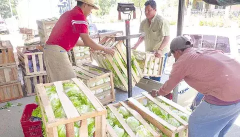 Sequía golpea duro al agro y la ganadería en Chiriquí 