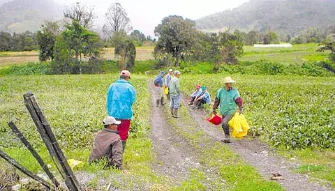 La FAO exige una mejor distribución alimentaria 