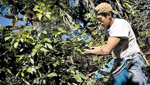 Hondureños pierden fincas por la roya  