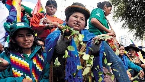 Bolivianos avanzan en el uso medicinal de la coca 