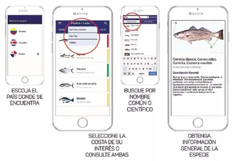 Aplicación advierte qué pescado de mar puedes o no consumir en el país 
