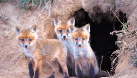 Cachorros de zorro se adaptan al cautiverio 