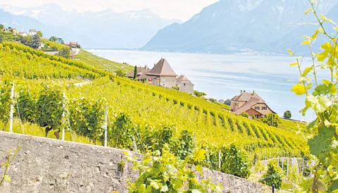 Viñedos con bellas vistas alpinas
