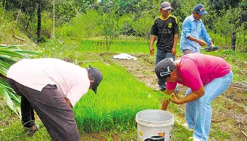Seguridad alimentaria para alcanzar un buen rendimiento escolar  