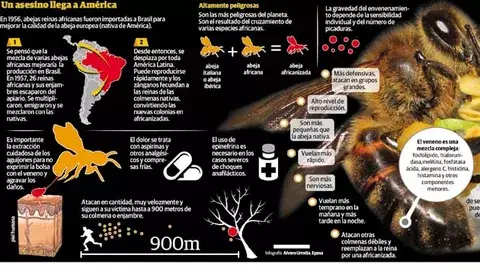 Van 13,610 ataques de abejas africanizadas desde el 2012 