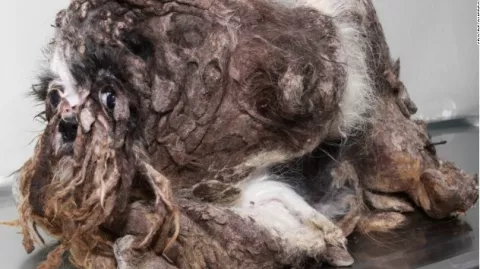 Asombrosa transformación de "Rasta", un perro vagabundo 