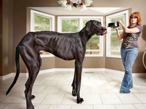 Muere el perro más alto del mundo