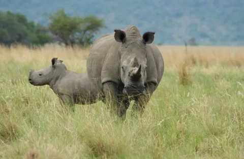 WWF hace campaña para reducir la demanda de cuerno de rinoceronte 