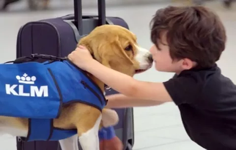 Perro adorable te encuentra tus objetos perdidos. Video aquí