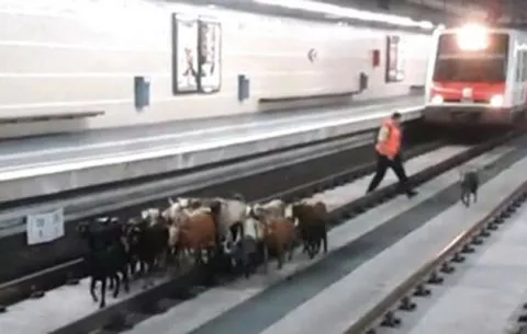 Cabras invaden al metro en España. Oups.