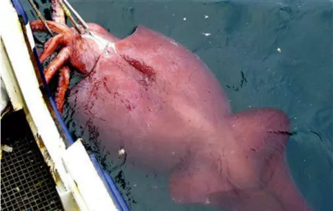 Atrapan calamar gigante en mar antártico 