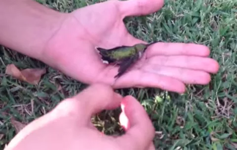 Video viral: Hombre salva a colibrí de chicle pegado a su ala
