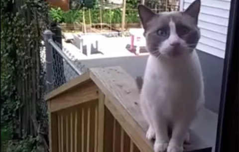 ¿Qué idioma habla este gato?