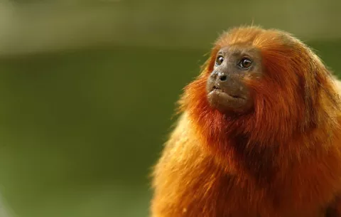 Me salvaron de extinción