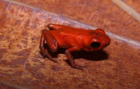 Confirman descubrimiento de nueva especie de rana naranja brillante en Panamá