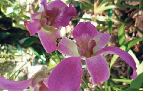 Disfruta de una gran exhibición de orquídeas el 28 de septiembre 
