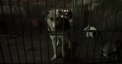 VIDEO: Conocen de cerca la dura industria china de la venta de perros