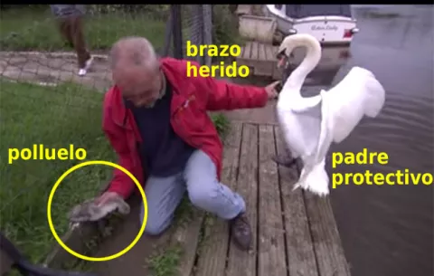 Atacado por un cisne, pero se lo goza