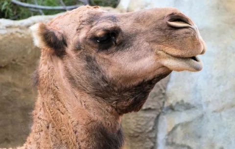 Un camello mata a un estadounidense en Tulum, en el Caribe mexicano